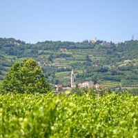 Green vineyard rows in foreground with Italian village and church tower nestled in rolling hills of Veneto region near Vicenza.