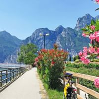 Lakeside bike path in Torbole with pink oleander flowers, wooden railings, and dramatic mountains rising from Lake Garda under blue sky.