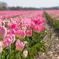 Niederlande Tulpentour