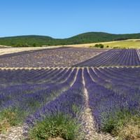 Radreisen Lavendel Provence