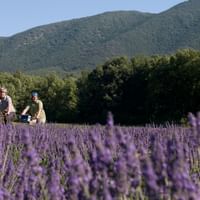 Fahrradurlaub Provence