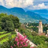 Panoramic view of South Tyrolean town with prominent church tower, terraced vineyards, pink flowering bushes, and Alpine mountains.