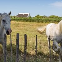 Zwei weiße Pferde mit wehenden Mähnen stehen hinter einem Drahtzaun auf einem trockenen Feld in der Provence, mit Weinbergen und einem weißen Haus im Hintergrund.