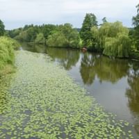 Ruhige Lahn-Szene mit grünen Seerosen auf stillem Wasser, umgeben von Trauerweiden und üppiger Vegetation an den Ufern.