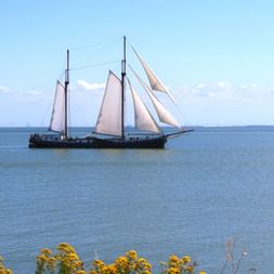 Traditionelles zweimastige Segelschiff mit braunen Segeln auf ruhigem blauen Wasser des IJsselmeers. Gelbe Blumen im Vordergrund.