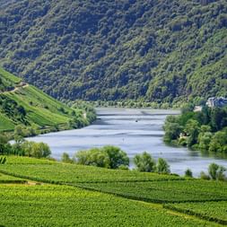 Mosel Landschaft