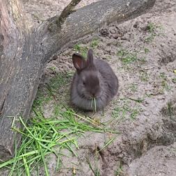 Kleines graues Kaninchen sitzt auf sandigem Boden und frisst Grashalme neben Baumwurzeln im Waldzoo Bad Bederkesa.