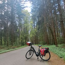 Schwarzes E-Bike mit roten Packtaschen auf asphaltiertem Waldweg, umgeben von hohen Bäumen und grüner Vegetation bei Bad Bederkesa.
