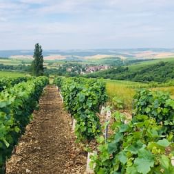 Reihen grüner Weinreben in der Dordogne erstrecken sich zu sanften Hügeln. Ein kleines Dorf und bewaldete Gebiete sind in der Ferne sichtbar.