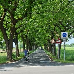 Radfahrer im blauen Shirt auf einer geraden Fahrradstraße, gesäumt von hohen grünen Bäumen. Blaues Fahrradstraßenschild rechts sichtbar.