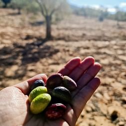 Hand hält grüne und schwarze Oliven in verschiedenen Reifestadien, mit Olivenbaum und trockenem Feld im Hintergrund in der Region Valencia.