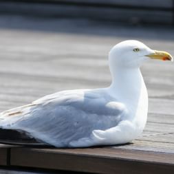 Radreise Nordfriesland