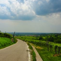 Asphaltierter Radweg schlängelt sich durch grüne Weinberge und sanfte Hügel in Venetien, Italien, unter bewölktem Himmel.