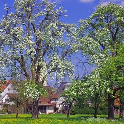 Radreise Bodensee