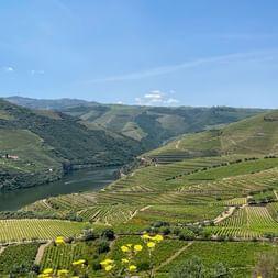 Panoramablick auf das Douro-Tal mit terrassierten Weinbergen auf sanften Hügeln, einem gewundenen Fluss und gelben Wildblumen im Vordergrund.