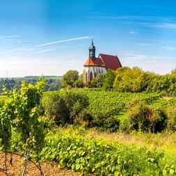 Historische Kirche mit rotem Dach und Glockenturm auf einem Hügel über terrassierten Weinbergen in Volkach. Grüne Weinreben im Vordergrund.