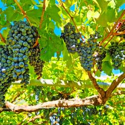 Mehrere Trauben mit dunkelblauen Beeren hängen an grünen Rebzweigen mit großen Blättern vor blauem Himmel in einem Prosecco-Weinberg.