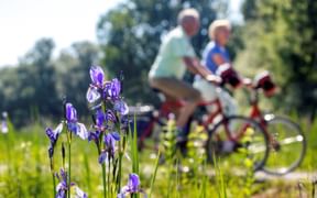 Lila Schwertlilien im Vordergrund mit zwei unscharfen Radfahrern auf roten Fahrrädern im Hintergrund zwischen grünen Bäumen und Wiese.