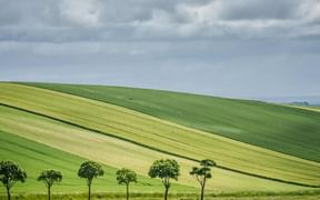 Sanfte grüne Hügel im Burgund mit abwechselnden Feldstreifen in verschiedenen Grüntönen. Eine Reihe von sechs Bäumen säumt den Vordergrund.
