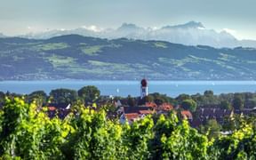 Blick auf Kressbronn mit Kirchturm, Bodensee und schneebedeckten Alpen im Hintergrund. Grüne Weinberge im Vordergrund.