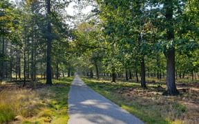 Asphaltierter Radweg durch den Veluwe-Wald mit hohen Bäumen, grünem Laub und Heidelandschaft zu beiden Seiten im gesprenkelten Sonnenlicht.