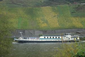 MS Flora, a white and blue passenger ship, navigating the Moselle River with terraced vineyards on the hillside and a lock structure visible.