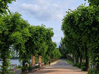 Breite Promenade in Bonn, gesäumt von üppig grünen Bäumen auf beiden Seiten, mit dem Rhein links und Bergen in der Ferne.