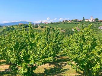 Grüne Weinreben im Friaul mit einem Hügeldorf mit Kirchturm. Sanfte Hügel und Berge unter blauem Himmel sichtbar.