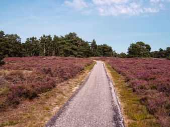 Gerader asphaltierter Radweg durch lila blühende Heidefelder in der Veluwe, gesäumt von Wald unter blauem Himmel.