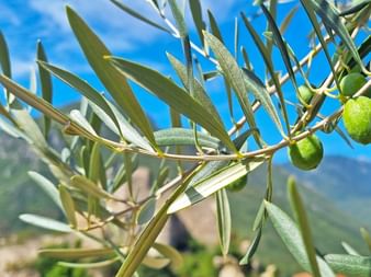 Nahaufnahme von grünen Oliven an einem Olivenbaumzweig mit silbrig-grünen Blättern vor blauem Himmel und italienischer Berglandschaft.