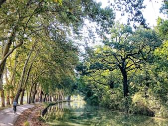 Ein Radfahrer fährt auf einem baumgesäumten Weg entlang des Canal du Midi in Frankreich. Hohe Platanen bilden ein natürliches Dach über dem Kanal.