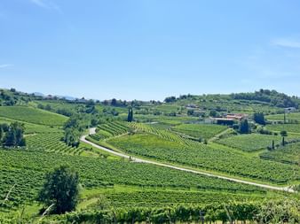 Weitläufige Weinberglandschaft in Friaul mit terrassierten grünen Reben auf sanften Hügeln. Eine gewundene Straße führt durch die Weinberge unter blauem Himmel.