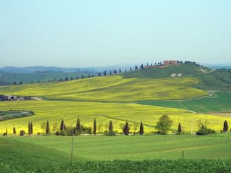 Toskanische Hügellandschaft mit Zypressen Radurlaub Toskana