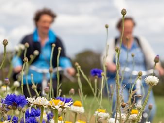Zwei Radfahrer in blauer Kleidung stehen hinter einer bunten Wildblumenwiese mit weißen Gänseblümchen, blauen Kornblumen und gelben Blüten auf Terschelling.