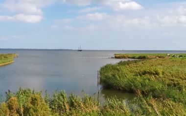 Panoramablick auf den IJsselmeer mit grünem Marschland im Vordergrund, weidenden Kühen am fernen Ufer und Segelschiff am Horizont unter bewölktem Himmel.