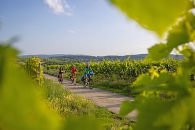 Drei Radfahrer fahren auf einem gepflasterten Weg durch grüne Weinberge in der Pfalz, eingerahmt von Weinblättern mit Hügeln im Hintergrund.
