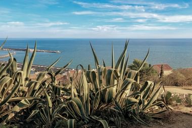 Große Aloe Vera Pflanzen mit dicken stacheligen Blättern im Vordergrund, mit Blick auf die Mittelmeerküste mit Hafen und rotgedeckten Gebäuden.