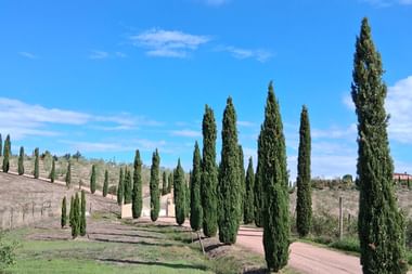 Unbefestigte Straße gesäumt von hohen Zypressen durch die hügelige toskanische Landschaft unter blauem Himmel mit weißen Wolken.