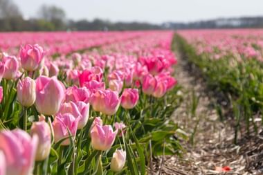 Niederlande Tulpentour