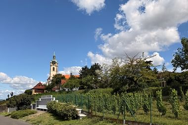 Grüne Weinreben auf einem Hügel in Mělník mit Kirchturm und historischen Gebäuden im Hintergrund unter blauem Himmel mit Wolken.