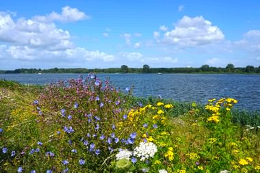 Leuchtende Wildblumen in Lila, Gelb und Weiß blühen am grasbewachsenen Ufer des IJsselmeers unter blauem Himmel mit weißen Wolken.