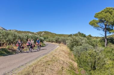 Gruppe von Radfahrern auf einer asphaltierten Straße durch mediterrane Landschaft mit Olivenhainen, Hügeln und einer markanten Pinie unter blauem Himmel.