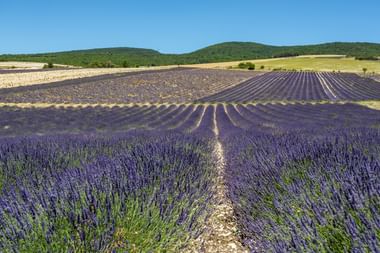 Radreisen Lavendel Provence
