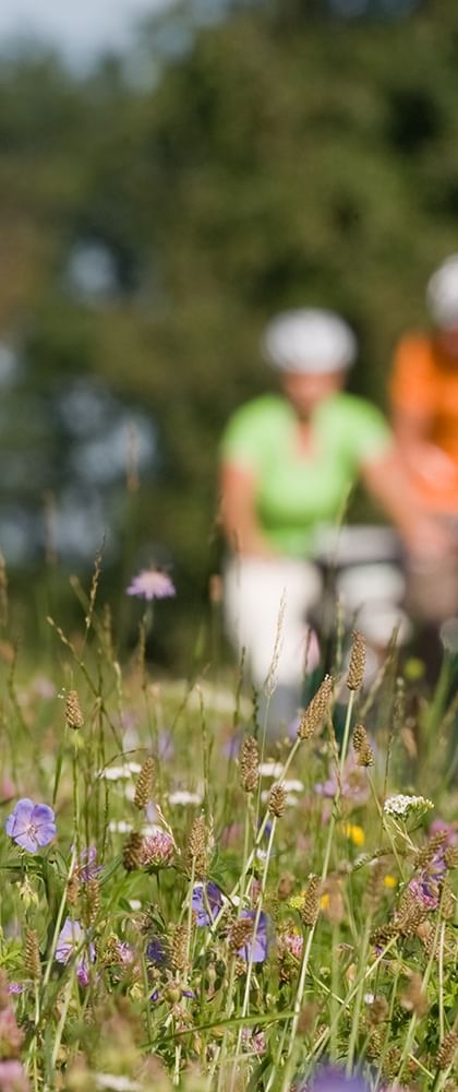 Zwei Radfahrer in bunter Kleidung fahren durch eine bunte Wildblumenwiese mit lila und gelben Blüten. Bäume sind im Hintergrund sichtbar.