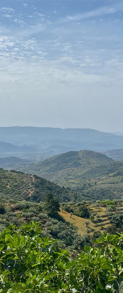 Weite Aussicht auf das Douro-Tal mit sanften Hügeln voller Weinberge und Olivenhaine unter teilweise bewölktem Himmel.