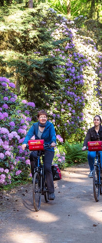 Zwei Radfahrer fahren durch den Rhodopark Gristede auf einem von Bäumen gesäumten Weg, umgeben von leuchtenden lila und orangen Rhododendren.