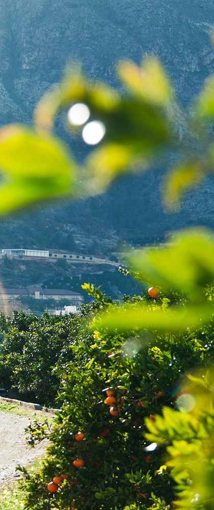 Schotterweg durch Orangenhaine führt zu einem Dorf mit Kirchturm in Valencia. Berge erheben sich im Hintergrund unter blauem Himmel.