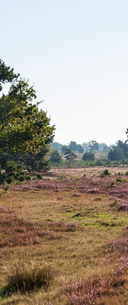 Bike Tour Lüneburger Heide