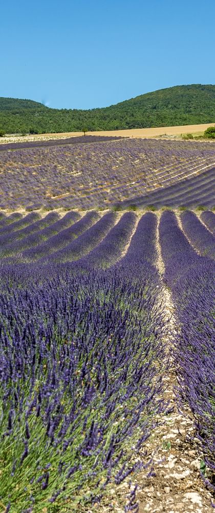 Radreisen Lavendel Provence