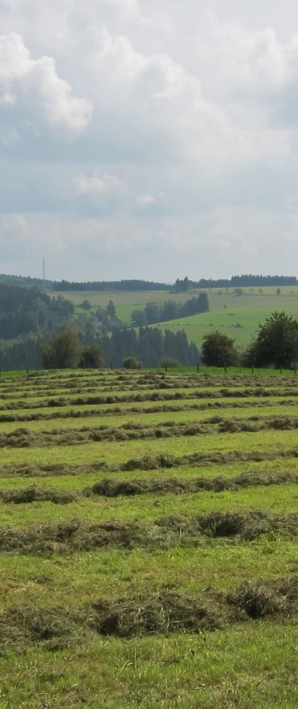 Rolling countryside along the Vennbahn with freshly cut hay fields in parallel rows. Forested hills and green meadows stretch to the horizon.